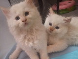 Deux mâles disponibles