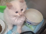 Matilda-56 Chatterie *De Bogy Be*