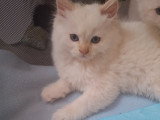 Matilda-56 Chatterie *De Bogy Be*
