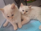 Matilda-56 Chatterie *De Bogy Be*