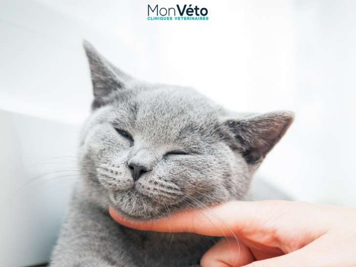 Clinique vétérinaire La Marseillane