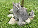Numai Petsitting