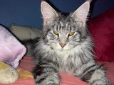 Uxanna PP des beaux maines, femelle, black silver blotched tabby,