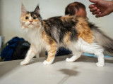Ariel de la cabanne aux secrets, femelle, black tortie smoke et blanc