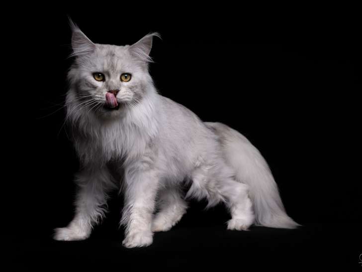 Chatterie De l'Ange Uriel