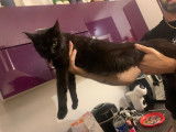 Twinkie Princess Sweetie Arnold Lion, femelle, black