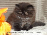 Des Kittens Breizh