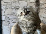 Des Petits Princes De Sabrina