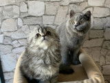 Des Petits Princes De Sabrina