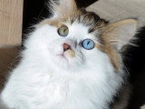 Chat Sibérien traditionnel aux yeux bleus – Chatterie de Nice