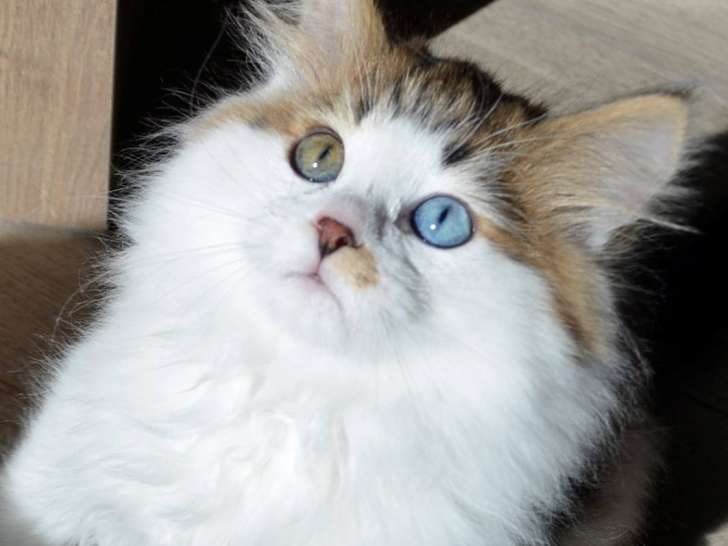 Chat Sibérien traditionnel aux yeux bleus – Chatterie de Nice