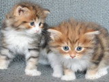 Chatons Sibériens traditionnels – Chatterie de Nice