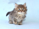 Chatons Sibériens traditionnels – Chatterie de Nice
