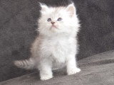 Chaton Sibérien traditionnel silver shaded