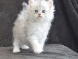 Chaton Sibérien traditionnel gris silver shaded