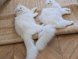 Chats Sibériens traditionnels élevés en famille