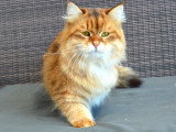 Chat Sibérien traditionnel golden – Chatterie de Nice