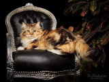 Chatte Sibérienne traditionnelle adulte – Chatterie de Nice