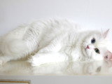 Chaton Sibérien traditionnel blanc aux yeux vairons