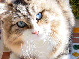 Chat Sibérien traditionnel aux yeux bleus – Chatterie de Nice