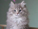 Chaton Sibérien bleu traditionnel – Chatterie de Nice