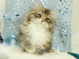 Chatte Sibérienne traditionnelle écaille de tortue shaded – Chatterie de Nice