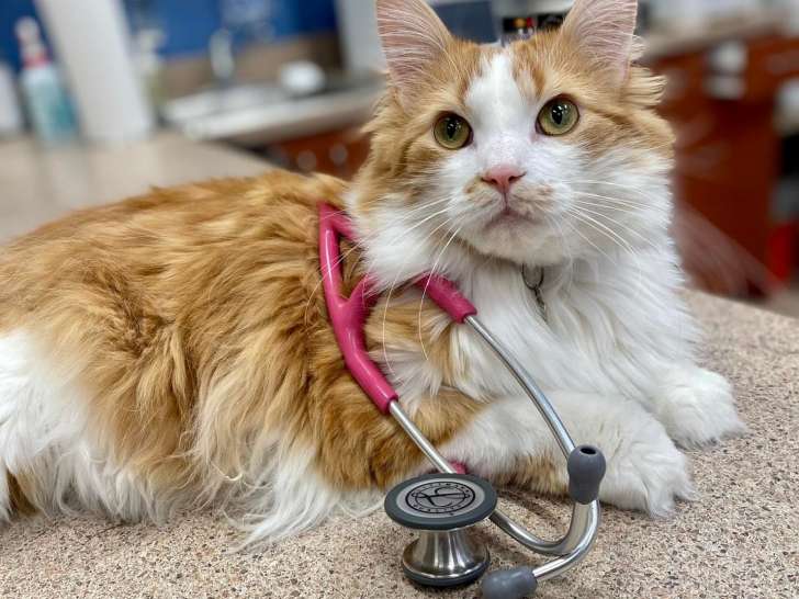 Clinique vétérinaire de la Montagne