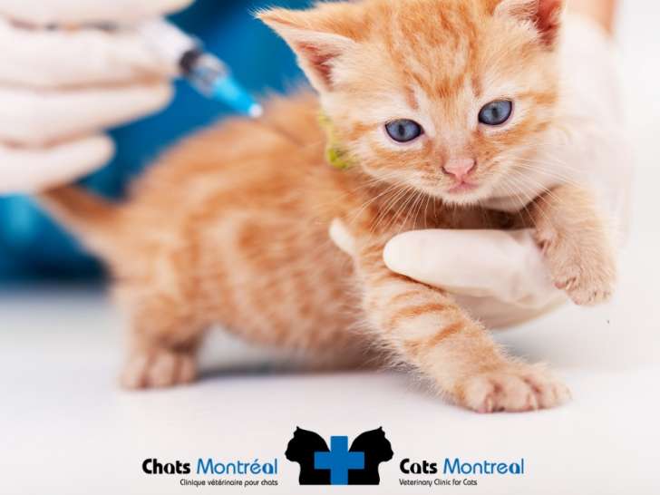 Chats Montréal