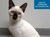 Hôpital vétérinaire Val-Mauricie
