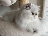 Des Sweet'S Cottons