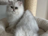Des Sweet'S Cottons