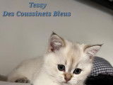 Coussinets Bleus