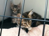 Transport Animals News Lands