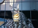 Transport Animals News Lands
