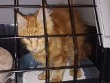 Transport Animals News Lands