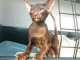 Transport Animals News Lands