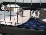 Transport Animals News Lands