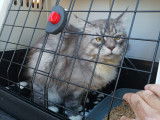 Transport Animals News Lands