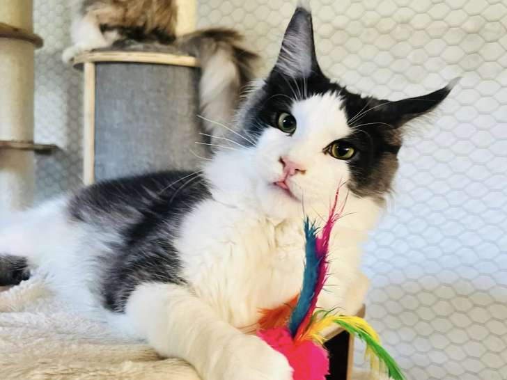 Des Patounes Velues