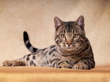 Bengal’S Throne