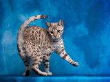 Bengal’S Throne