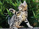 Bengal’S Throne