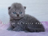British Of Furry Angel