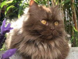 Du Chat'Rismatique