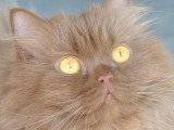 Du Chat'Rismatique