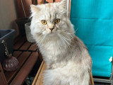 Du Chat'Rismatique