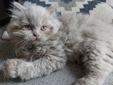 Du Chat'Rismatique