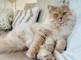 Du Chat'Rismatique