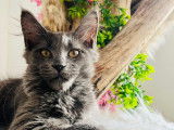 Le Songe Des Coons