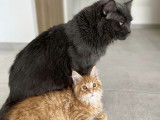 Le Songe Des Coons